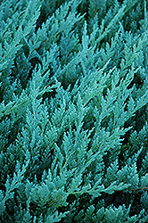 Blue Chip Juniper (Juniperus horizontalis 'Blue Chip') at Canadale Nurseries