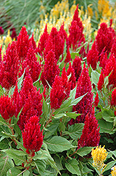 Fresh Look Red Celosia (Celosia 'Fresh Look Red') at Canadale Nurseries