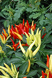 Chilly Chili Ornamental Pepper (Capsicum annuum 'Chilly Chili') at Canadale Nurseries