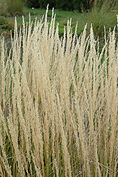 Karl Foerster Reed Grass (Calamagrostis x acutiflora 'Karl Foerster') at Canadale Nurseries