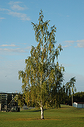 Cutleaf Weeping Birch (Betula pendula 'Dalecarlica') at Canadale Nurseries