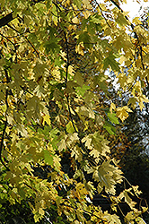 Silver Maple (Acer saccharinum) at Canadale Nurseries