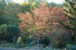 Robin Hill Serviceberry (Amelanchier x grandiflora 'Robin Hill') at Canadale Nurseries
