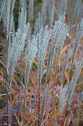 Flame Grass (Miscanthus sinensis 'Purpurascens') at Canadale Nurseries