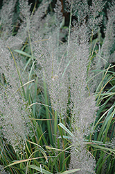 Korean Reed Grass (Calamagrostis brachytricha) at Canadale Nurseries
