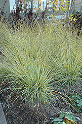 Variegated Moor Grass (Molinia caerulea 'Variegata') at Canadale Nurseries
