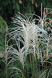 Graziella Maiden Grass (Miscanthus sinensis 'Graziella') at Canadale Nurseries