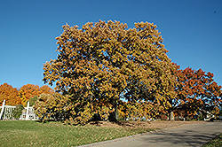 Bur Oak (Quercus macrocarpa) at Canadale Nurseries