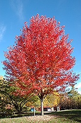 Autumn Blaze Maple (Acer x freemanii 'Jeffersred') at Canadale Nurseries