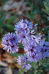 Smooth Aster (Symphyotrichum laeve) at Canadale Nurseries