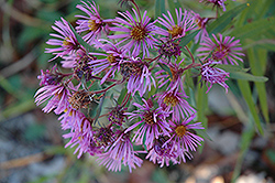 New England Aster (Symphyotrichum novae-angliae) at Canadale Nurseries