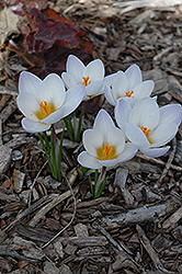 Blue Pearl Crocus (Crocus 'Blue Pearl') at Canadale Nurseries