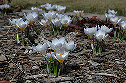 Blue Pearl Crocus (Crocus 'Blue Pearl') at Canadale Nurseries