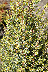 Gold Cone Juniper (Juniperus communis 'Gold Cone') at Canadale Nurseries