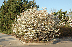 Shadblow Serviceberry (Amelanchier canadensis) at Canadale Nurseries