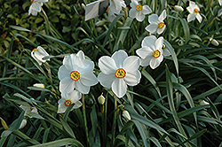 Actaea Daffodil (Narcissus 'Actaea') at Canadale Nurseries