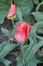 Toronto Tulip (Tulipa 'Toronto') at Canadale Nurseries