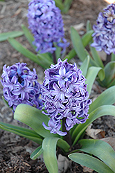 Delft Blue Hyacinth (Hyacinthus 'Delft Blue') at Canadale Nurseries