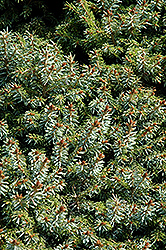 Dwarf Serbian Spruce (Picea omorika 'Nana') at Canadale Nurseries