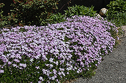 Emerald Blue Moss Phlox (Phlox subulata 'Emerald Blue') at Canadale Nurseries