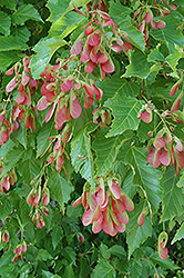 Amur Maple (multi-stem) (Acer ginnala '(multi-stem)') at Canadale Nurseries