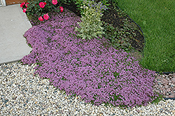 Red Creeping Thyme (Thymus praecox 'Coccineus') at Canadale Nurseries