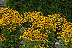 Goldsturm Coneflower (Rudbeckia fulgida 'Goldsturm') at Canadale Nurseries