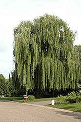 Golden Weeping Willow (Salix alba 'Tristis') at Canadale Nurseries