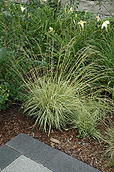 Variegated Moor Grass (Molinia caerulea 'Variegata') at Canadale Nurseries