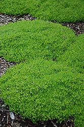 Irish Moss (Sagina subulata) at Canadale Nurseries