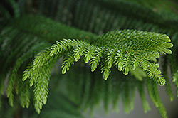 Norfolk Island Pine (Araucaria heterophylla) at Canadale Nurseries