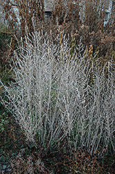 Russian Sage (Perovskia atriplicifolia) at Canadale Nurseries
