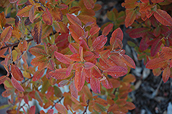 Rainbow Pillar Serviceberry (Amelanchier canadensis 'Glennform') at Canadale Nurseries