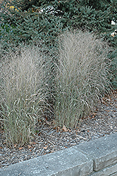 Shenandoah Reed Switch Grass (Panicum virgatum 'Shenandoah') at Canadale Nurseries