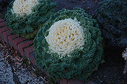 White Kale (Brassica oleracea var. acephala 'White') at Canadale Nurseries