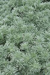 Silver Mound Artemisia (Artemisia schmidtiana 'Silver Mound') at Canadale Nurseries