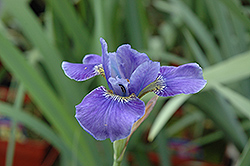 Silver Edge Siberian Iris (Iris sibirica 'Silver Edge') at Canadale Nurseries