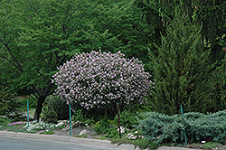 Dwarf Korean Lilac (tree form) (Syringa meyeri 'Palibin (tree form)') at Canadale Nurseries