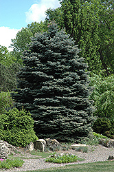 Fat Albert Blue Spruce (Picea pungens 'Fat Albert') at Canadale Nurseries