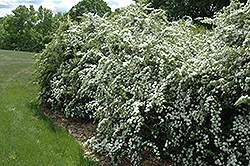 Vanhoutte Spirea (Spiraea x vanhouttei) at Canadale Nurseries