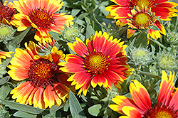 Arizona Sun Blanket Flower (Gaillardia x grandiflora 'Arizona Sun') at Canadale Nurseries