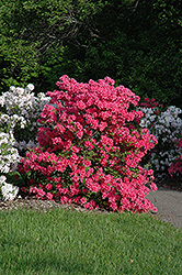 Rosy Lights Azalea (Rhododendron 'Rosy Lights') at Canadale Nurseries