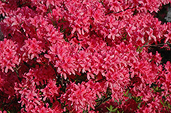 Rosy Lights Azalea (Rhododendron 'Rosy Lights') at Canadale Nurseries