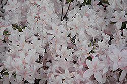 White Lights Azalea (Rhododendron 'White Lights') at Canadale Nurseries