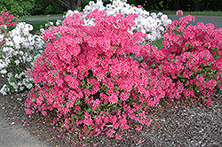 Rosy Lights Azalea (Rhododendron 'Rosy Lights') at Canadale Nurseries