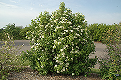 Nannyberry (Viburnum lentago) at Canadale Nurseries