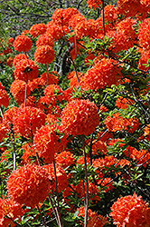 Mandarin Lights Azalea (Rhododendron 'Mandarin Lights') at Canadale Nurseries