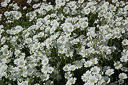 Snow-In-Summer (Cerastium tomentosum) at Canadale Nurseries