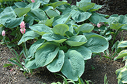 Elegans Hosta (Hosta sieboldiana 'Elegans') at Canadale Nurseries