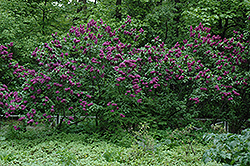 Charles Joly Lilac (Syringa vulgaris 'Charles Joly') at Canadale Nurseries